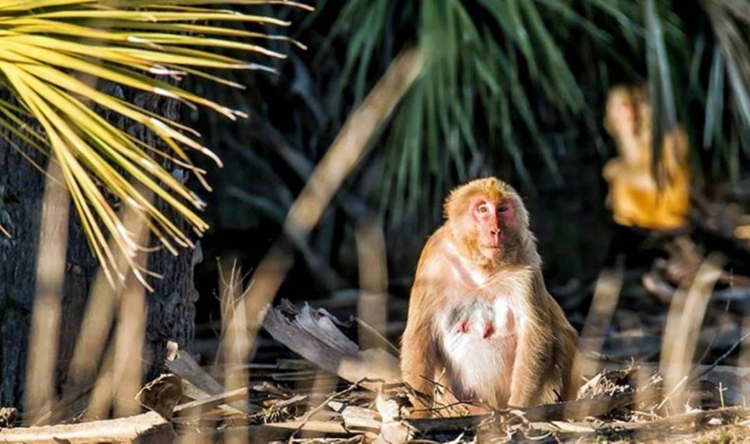 Bu adaya değil ayak basmak yaklaşmak bile yasak! Uzmanlar uyarıyor: Felaketle sonuçlanabilir 1